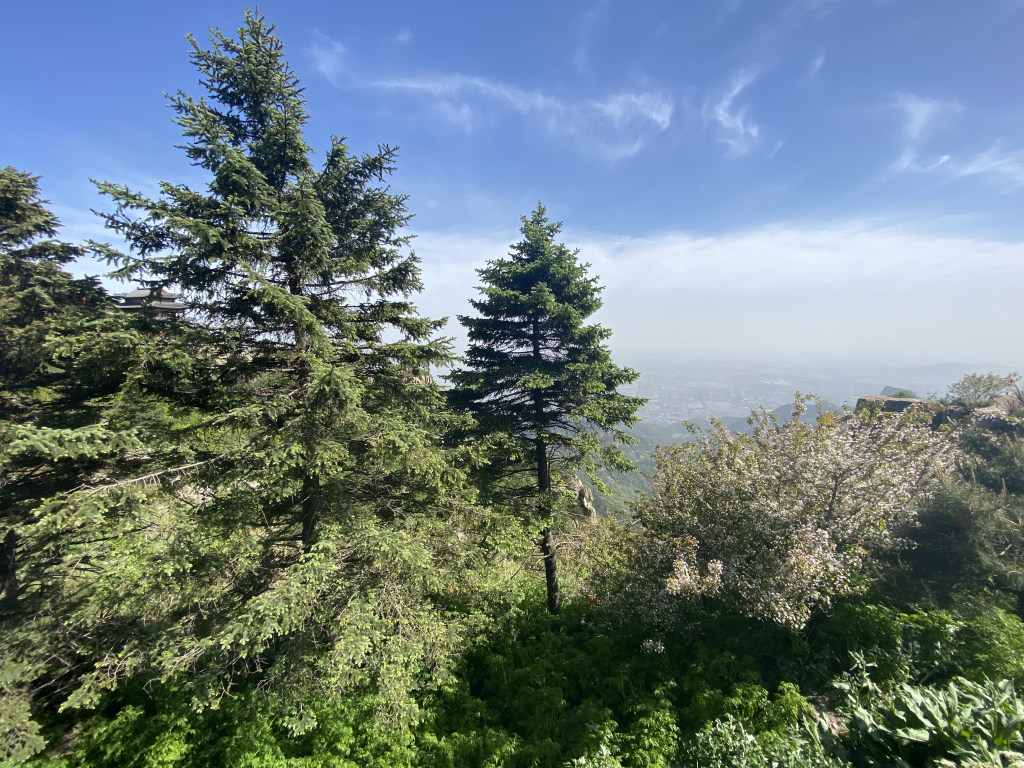 泰山